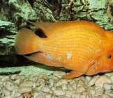 Ikan Midas Cichlid