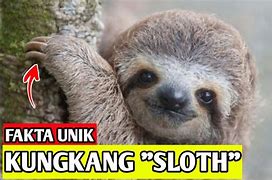 Kungkang Sloth